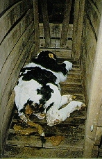 a dead veal calf